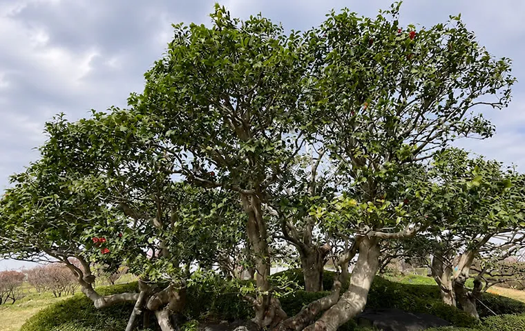 佐賀県にある450年の古木・太閤椿（たいこうつばき）