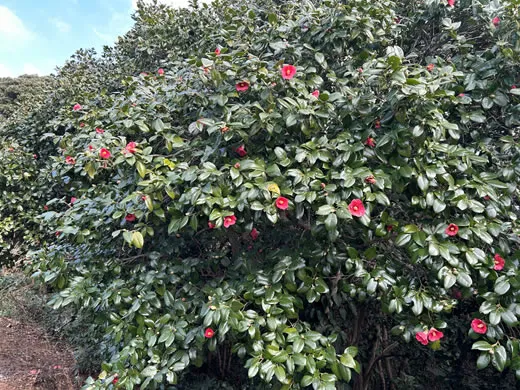 佐賀県加唐島に自生するヤブツバキの花