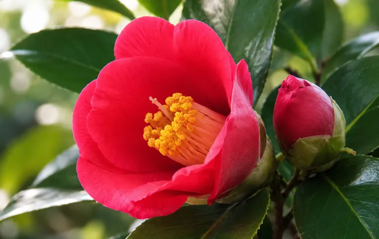 椿（ヤブツバキ）の花と葉 – Venurse TSUBAKI OILの原料